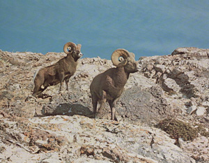 Rocky Mountain Bighorn Rams, Miette Range, Alberta Rockies